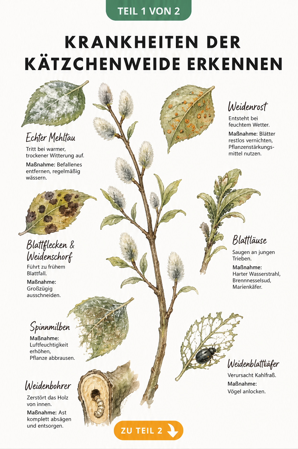 Botanische Zeichnung einer Kätzchenweide mit Schadbildern von Mehltau, Weidenrost, Blattflecken, Blattläusen, Spinnmilben, Weidenblattkäfer und Weidenbohrer.
