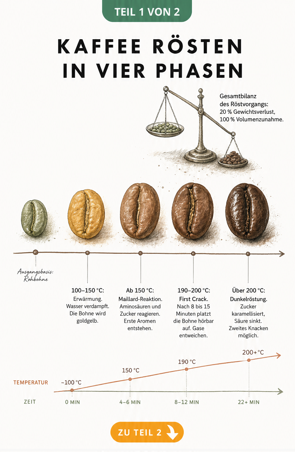 Illustration der vier Phasen beim Kaffeerösten von der grünen Rohbohne bis zur dunkelbraunen Röstung