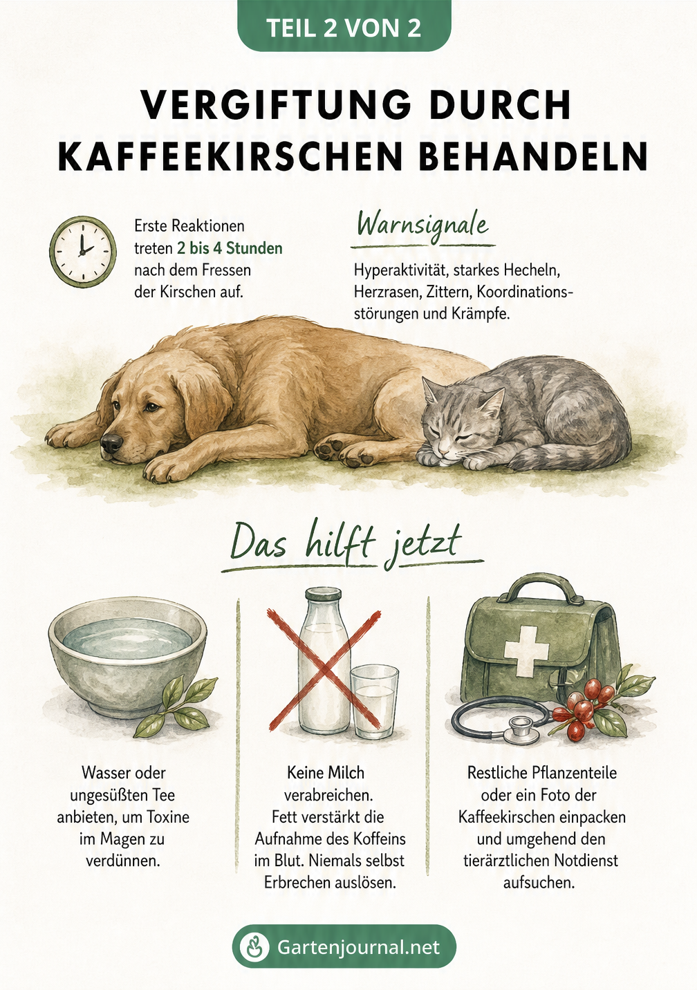 Schautafel zur Behandlung einer Koffeinvergiftung bei Haustieren durch Kaffeekirschen mit Symptomen und Erster Hilfe
