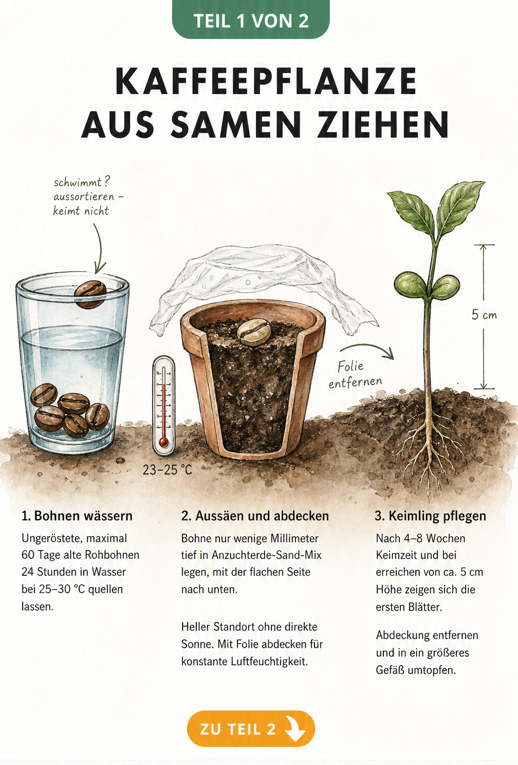 Illustration: Kaffeebohnen im Wasserglas einweichen, in Anzuchterde pflanzen und Keimling nach vier bis acht Wochen.