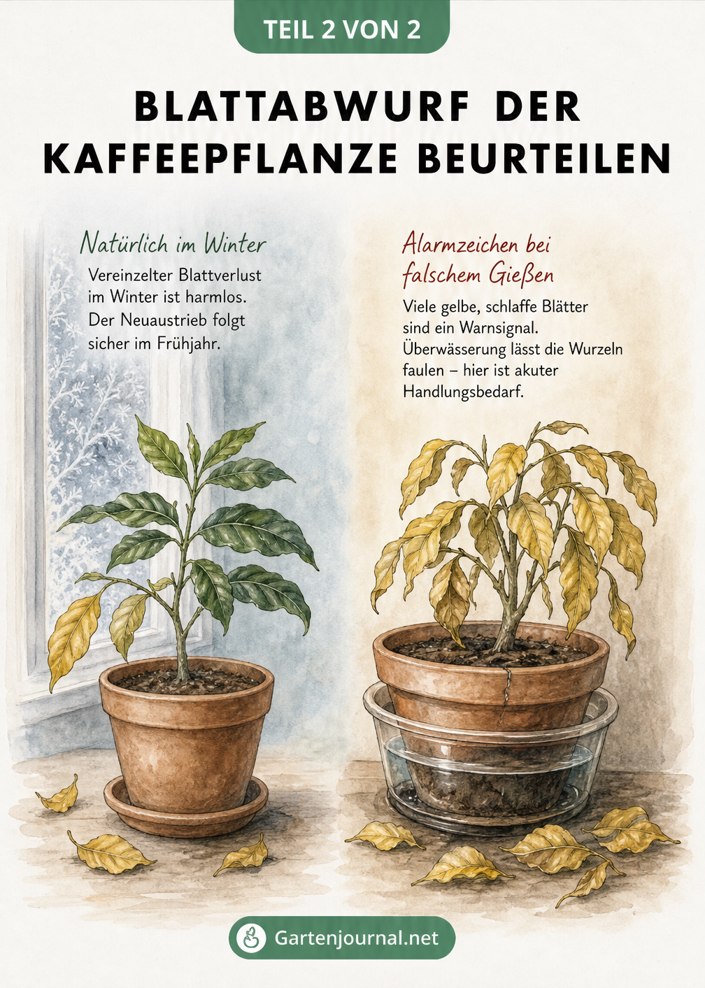 Aquarell-Vergleich einer Kaffeepflanze mit harmlosem Blattabwurf im Winter und einer überwässerten Pflanze mit vielen gelben Blättern