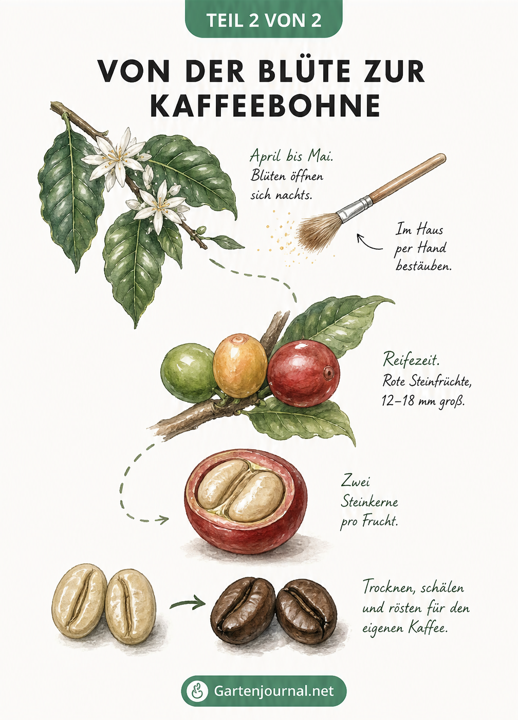 Botanische Zeichnung des Lebenszyklus der Kaffeepflanze von der weißen Blüte über die rote Kaffeekirsche bis zur gerösteten Bohne