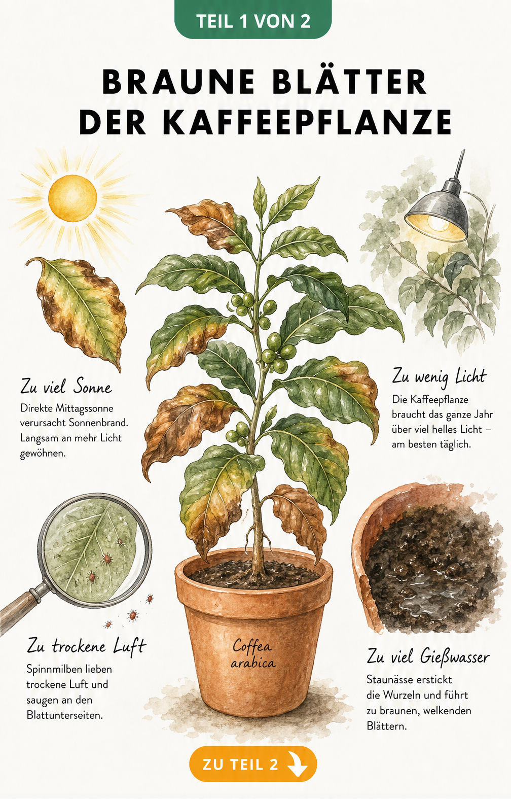 Botanische Illustration einer Kaffeepflanze mit braunen Blättern und den Ursachen wie Sonnenbrand, Lichtmangel, Spinnmilben und Staunässe