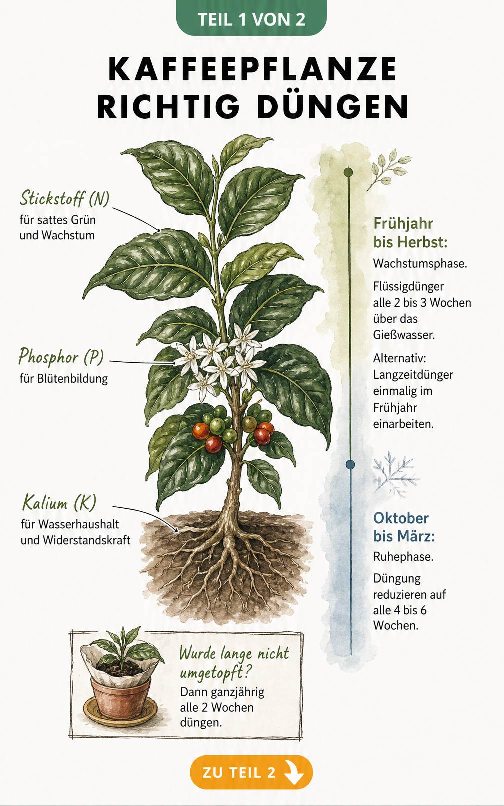 Botanische Illustration einer Kaffeepflanze mit Erklärung der Nährstoffe Stickstoff, Phosphor und Kalium sowie einem Zeitstrahl zur Düngung