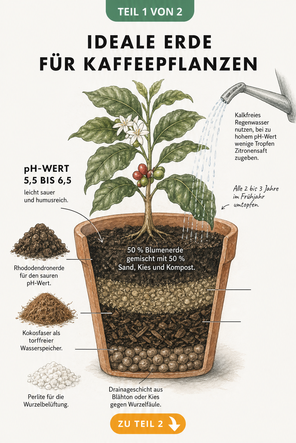 Querschnitt eines bepflanzten Terrakotta-Topfes mit Kaffeepflanze, der die ideale Erdmischung und Drainageschicht zeigt.