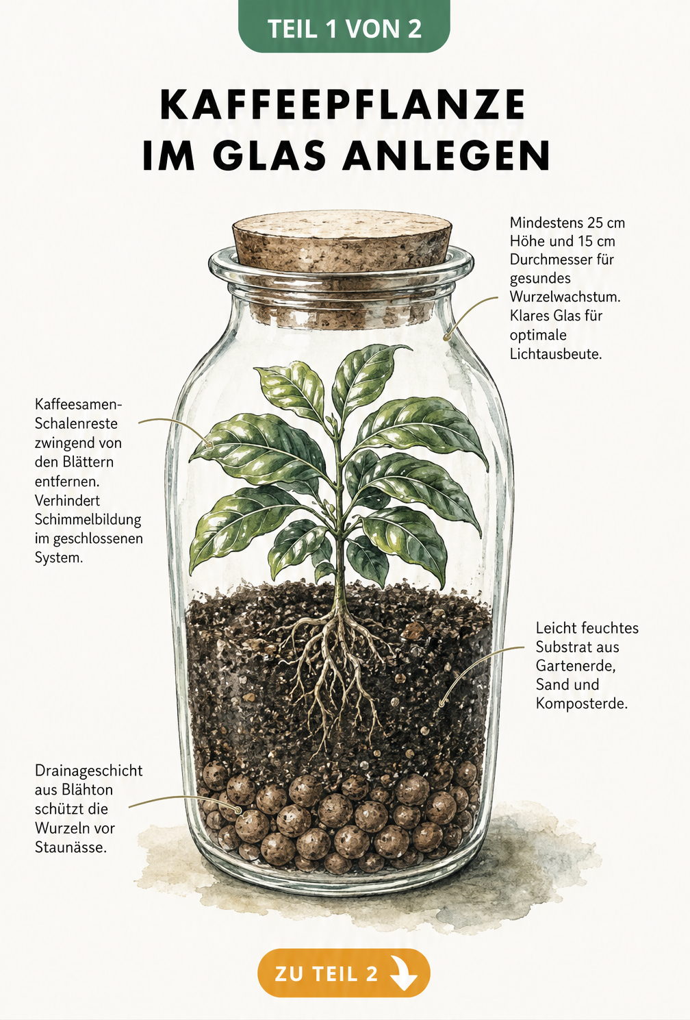 Botanische Querschnitts-Illustration eines Flaschengartens mit einer Kaffeepflanze, die Schichten aus Blähton, Erde und die Pflanze im Glas zeigt.