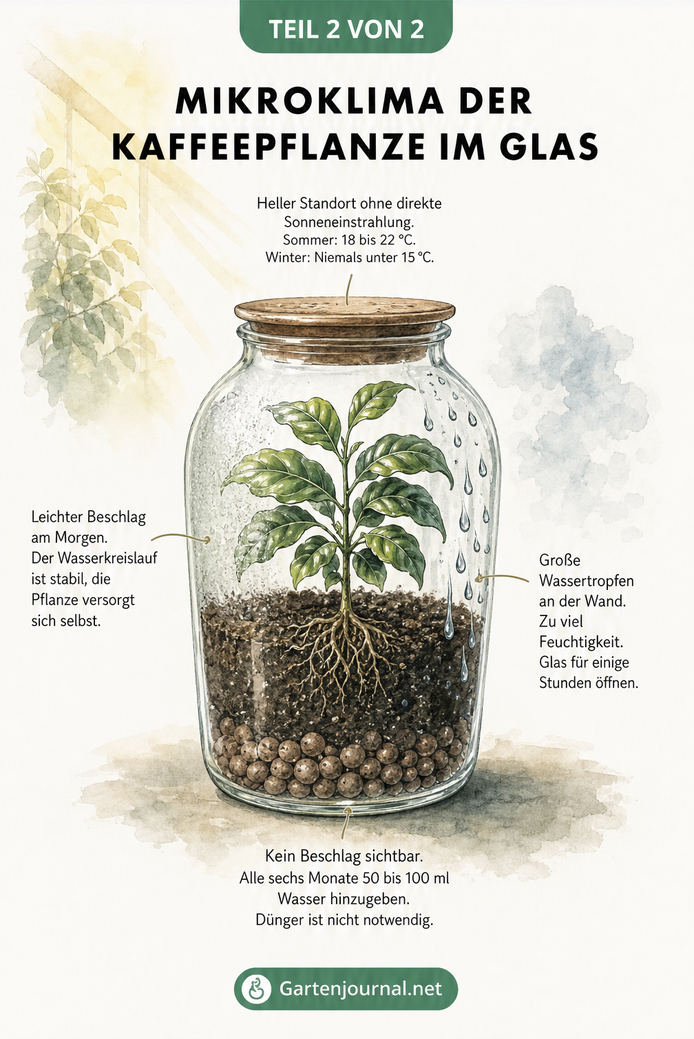 Illustration des Mikroklimas einer Kaffeepflanze im Glas, die verschiedene Feuchtigkeitszustände wie leichten Beschlag und Wassertropfen darstellt.