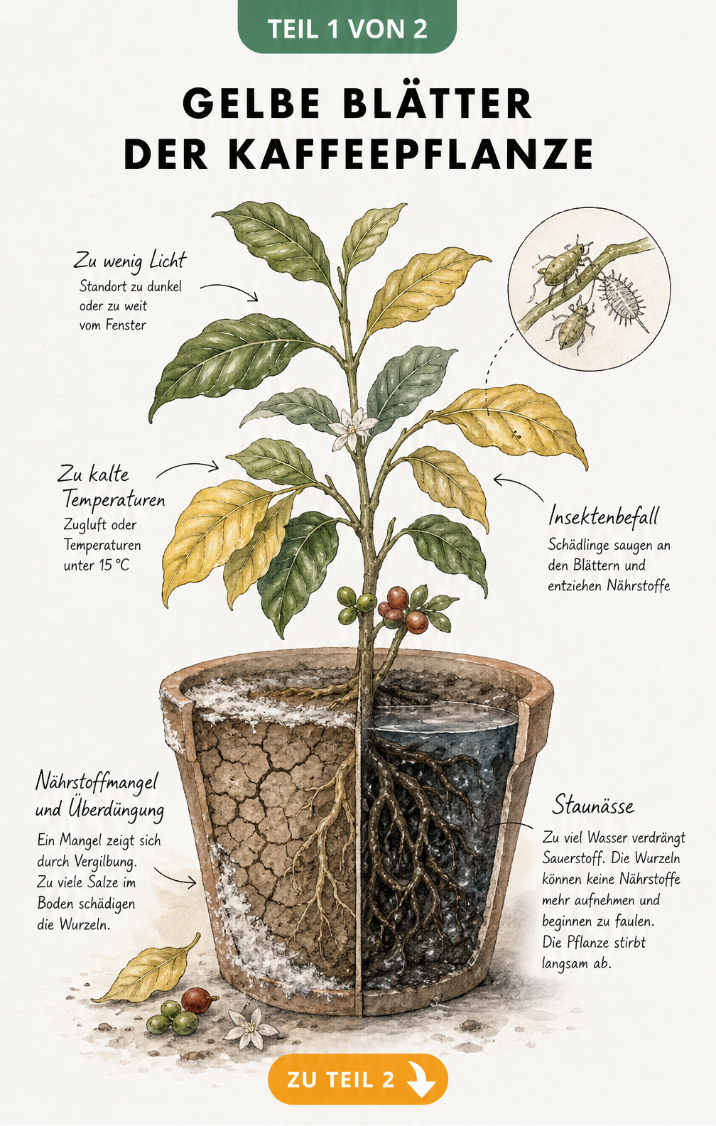 Botanische Illustration einer Kaffeepflanze im Querschnitt mit gelben Blättern, Schädlingen, trockener Erde und faulenden Wurzeln