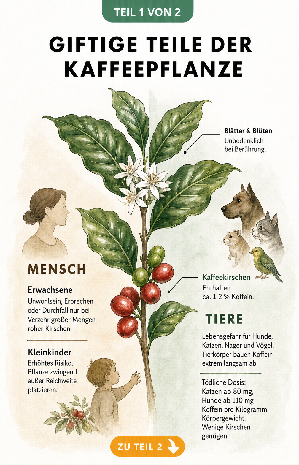 Botanische Illustration eines Kaffeepflanzen-Zweigs mit Erklärungen zur Giftigkeit für Menschen und Haustiere