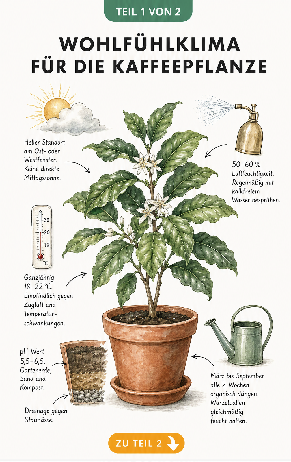 Illustration einer Kaffeepflanze im Terrakotta-Topf mit Hinweisen zu Standort, Temperatur, Luftfeuchtigkeit und Düngung