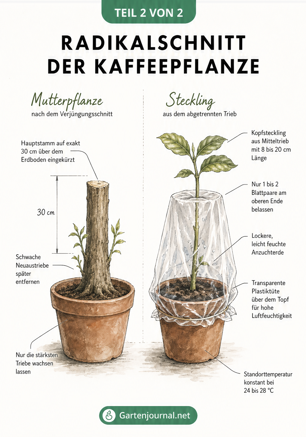 Illustration einer radikal zurückgeschnittenen Kaffeepflanze und eines neu eingepflanzten Kopfstecklings im Topf