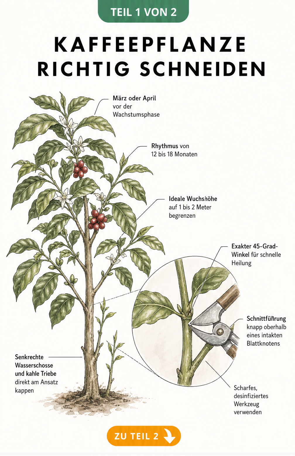 Botanische Illustration eines Kaffeepflanzen-Zweigs mit Markierungen für den optimalen Rückschnitt im 45-Grad-Winkel