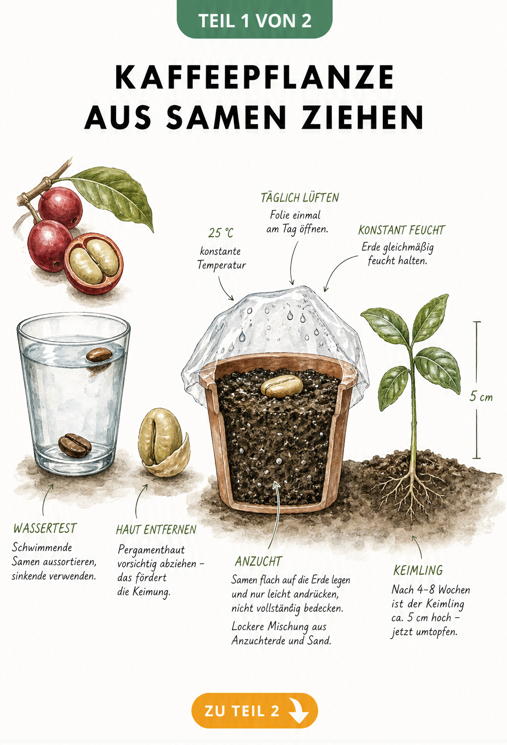 Illustration der Kaffeepflanzen-Aussaat von der Kaffeekirsche bis zum Keimling mit vier Blättern
