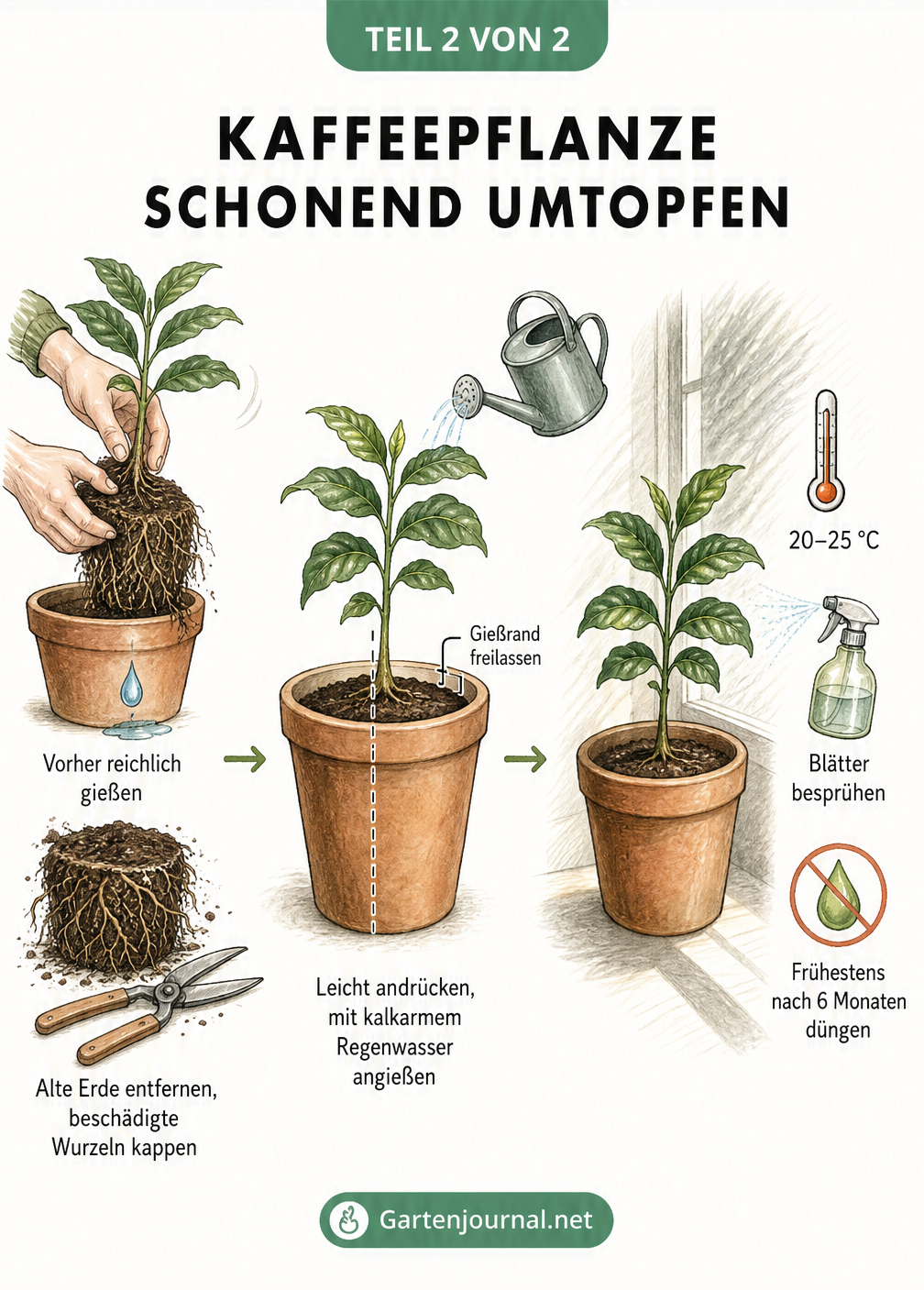 Illustration des Umtopfens einer Kaffeepflanze: Wurzeln beschneiden, in neuen Topf setzen und die richtige Pflege danach.