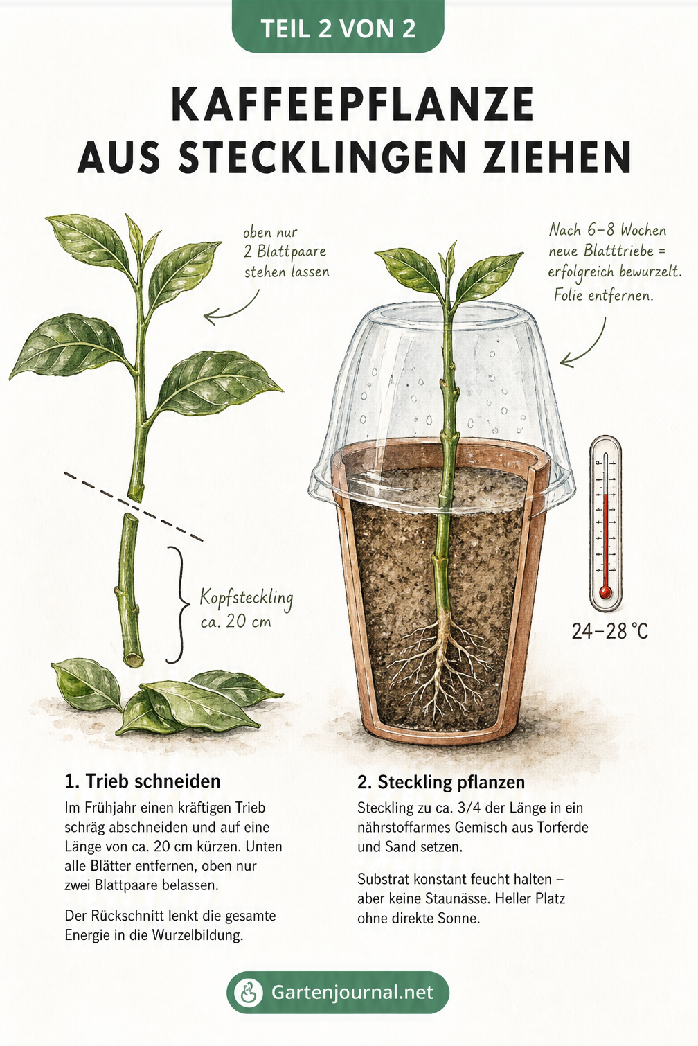 Illustration: Kaffeepflanzen-Steckling schneiden, Blätter entfernen und in Torf-Sand-Gemisch einpflanzen.