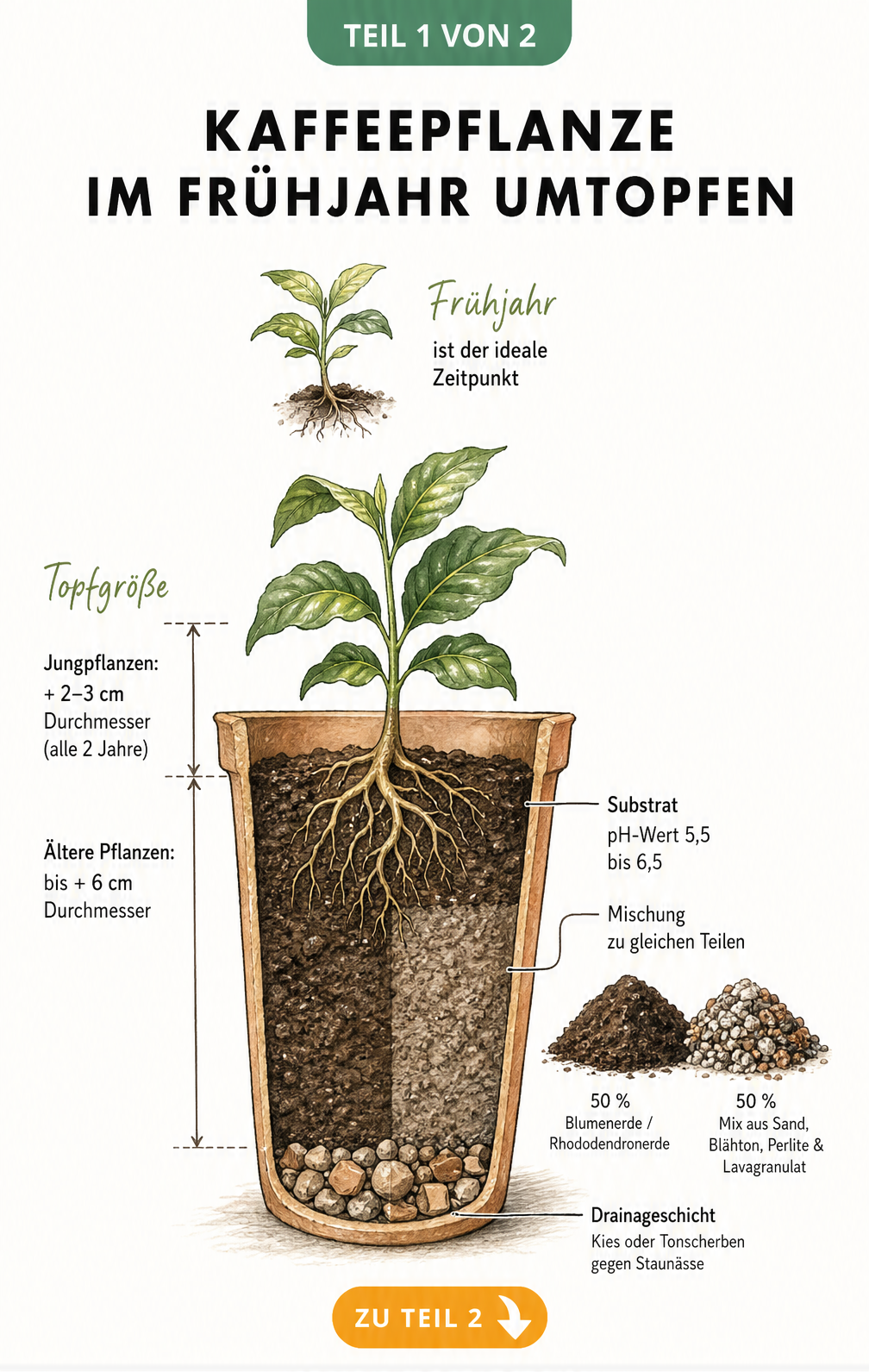 Querschnitt eines Blumentopfs mit Kaffeepflanze, der die Schichtung von Drainage und Substrat sowie die richtige Topfgröße im Frühjahr zeigt.