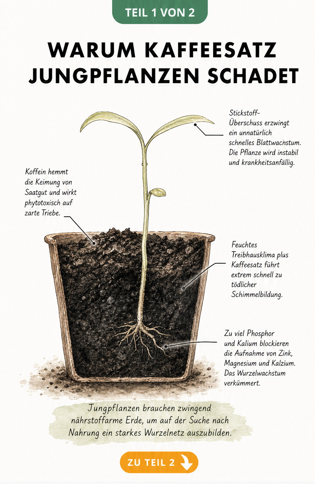 Illustration eines schwachen Keimlings in Kaffeesatz, der die negativen Auswirkungen von Koffein und Nährstoffüberschuss auf Jungpflanzen zeigt