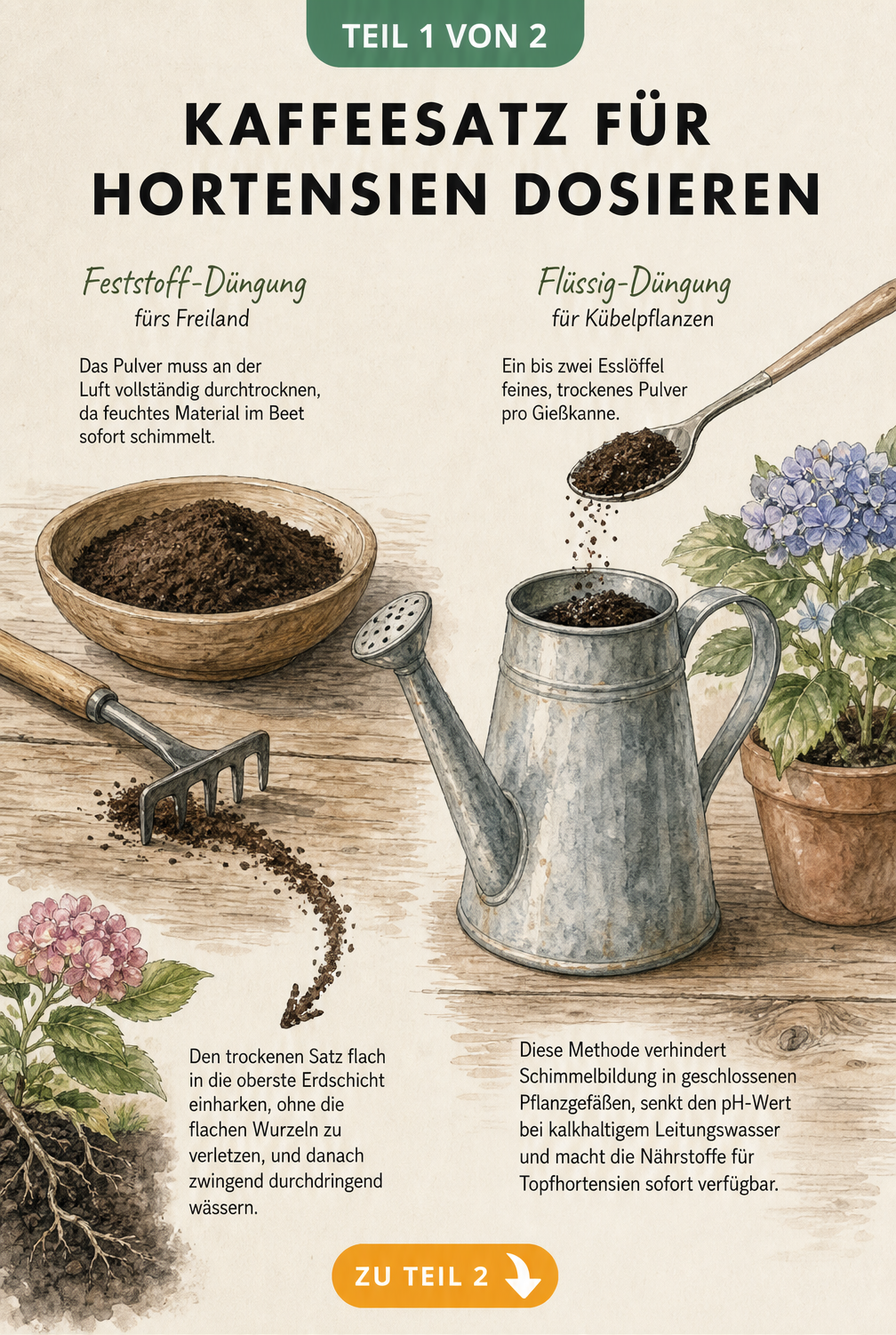 Illustration eines Pflanztisches mit Kaffeesatz in einer Holzschale und einer Gießkanne zur Düngung von Hortensien