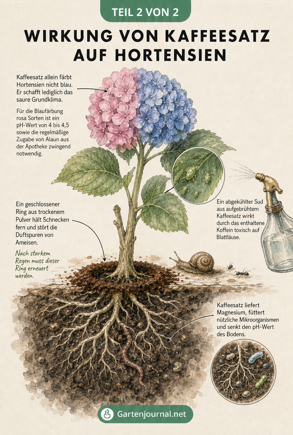 Querschnitt einer blühenden Hortensie mit Erklärungen zur Wirkung von Kaffeesatz auf Wurzeln, Schädlinge und Blütenfarbe
