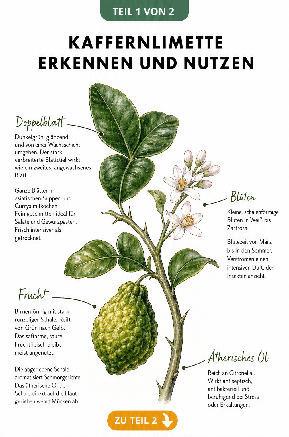 Botanische Illustration der Kaffernlimette mit Details zu Doppelblatt, runzeliger Frucht und zarten Blüten