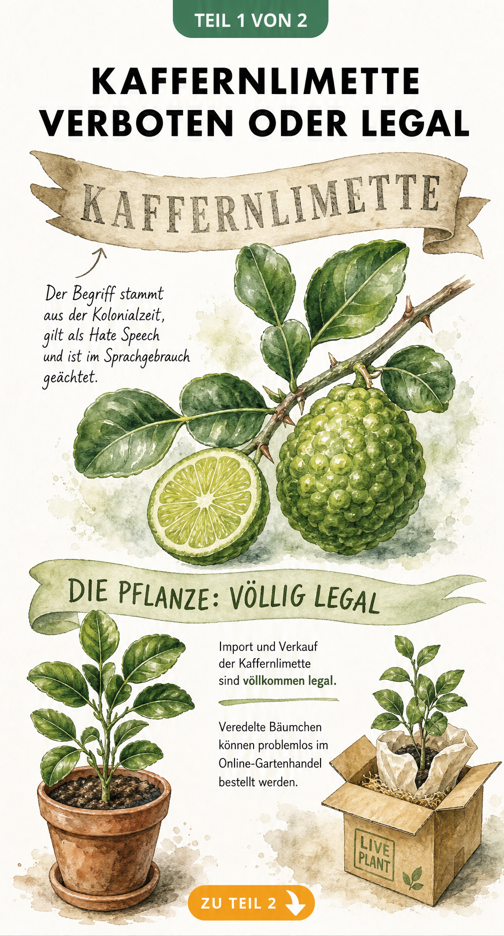 Aquarell-Illustration einer Kaffernlimette mit Erklärung zur Herkunft des Namens und der Legalität des Kaufs