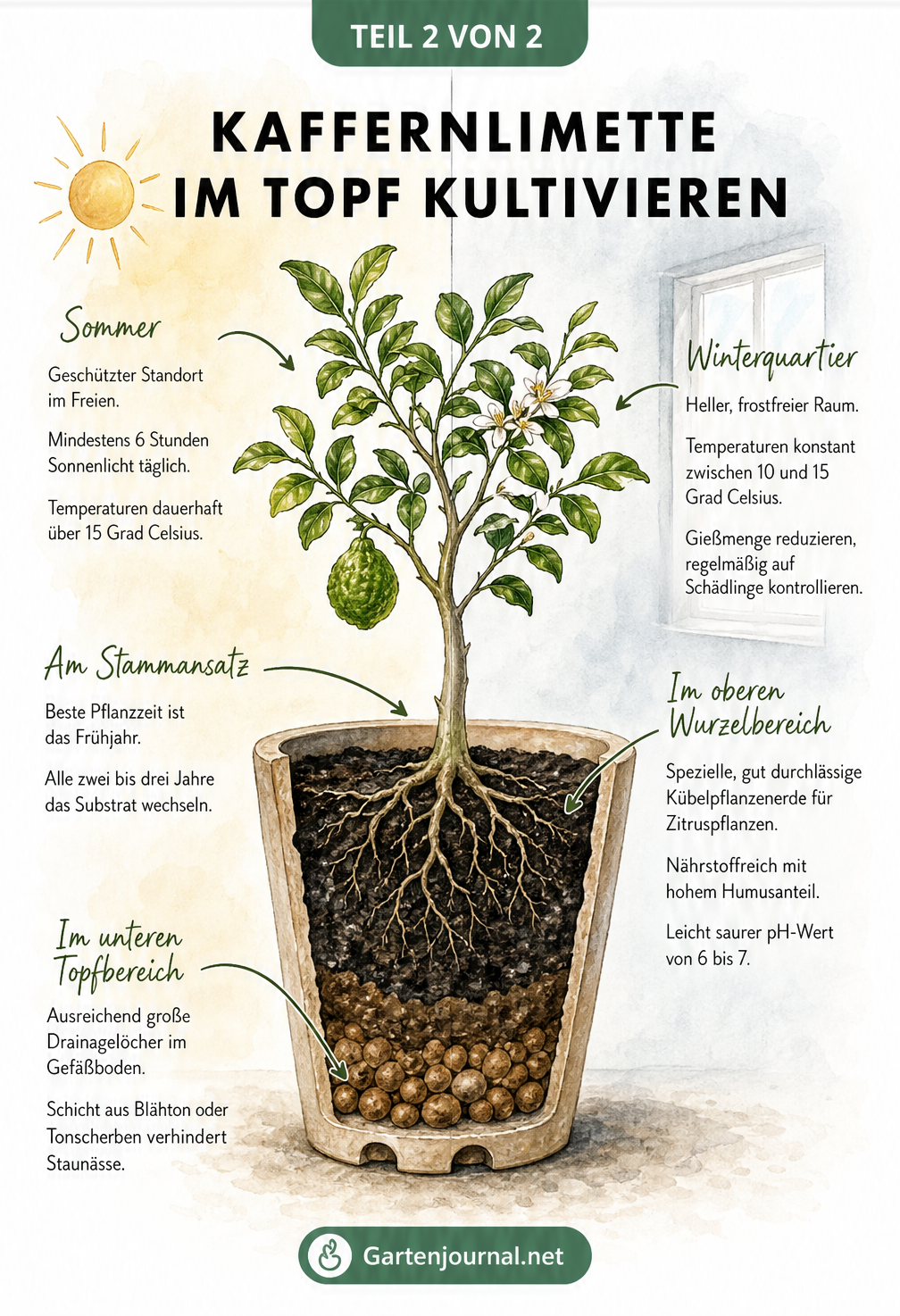 Querschnitt eines Pflanzkübels mit einer Kaffernlimette, der Sommer- und Winterstandort sowie Erde und Drainage zeigt