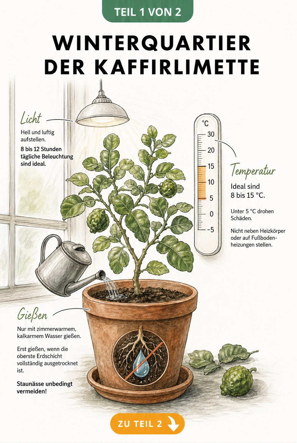 Botanische Illustration einer Kaffirlimette im Topf vor einem Sprossenfenster mit Thermometer und Gießkanne