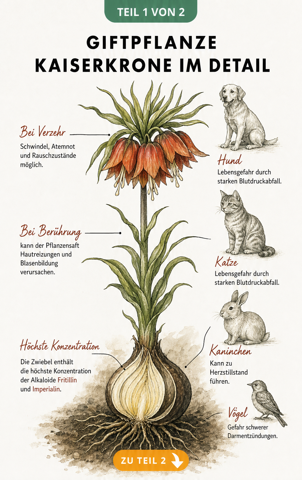 Botanische Illustration der Kaiserkrone mit Zwiebelquerschnitt und Hinweisen zu Giftstoffen und Symptomen bei Mensch und Tier