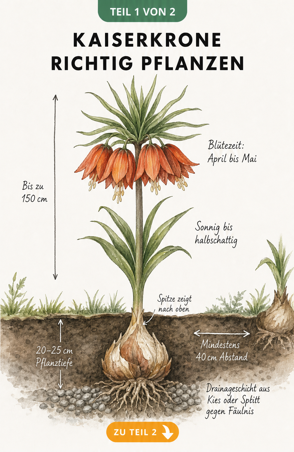 Botanische Illustration der Kaiserkrone mit Zwiebel, Wurzeln, Stängel und Blüten im Querschnitt