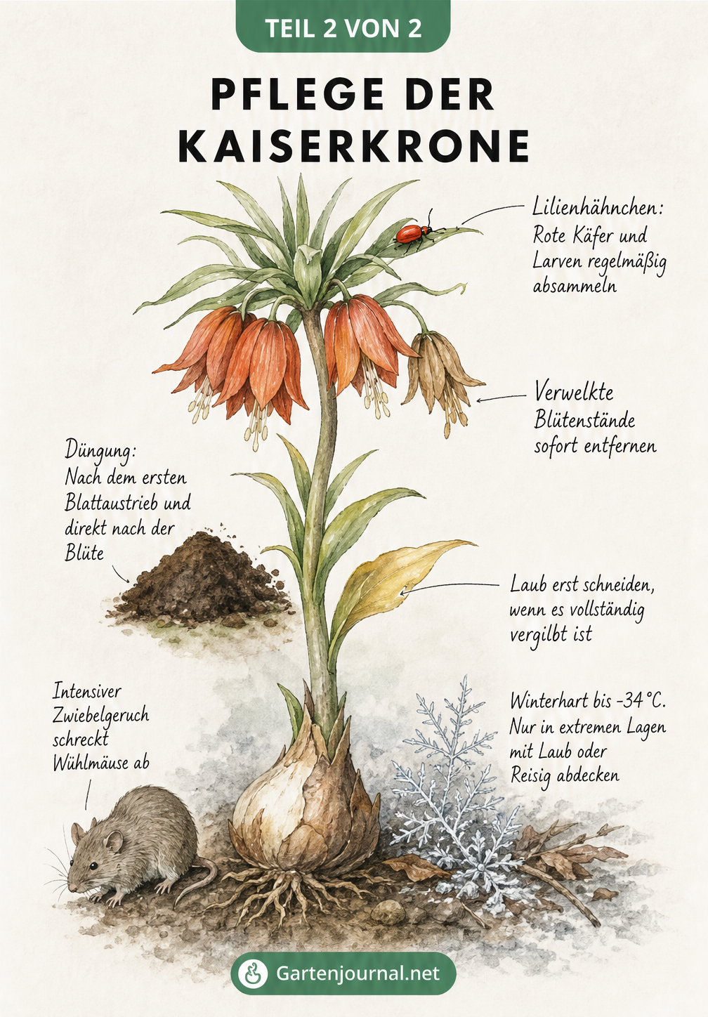 Illustration der Kaiserkrone mit Hinweisen zu Pflege, Düngung und Schädlingen wie Lilienhähnchen