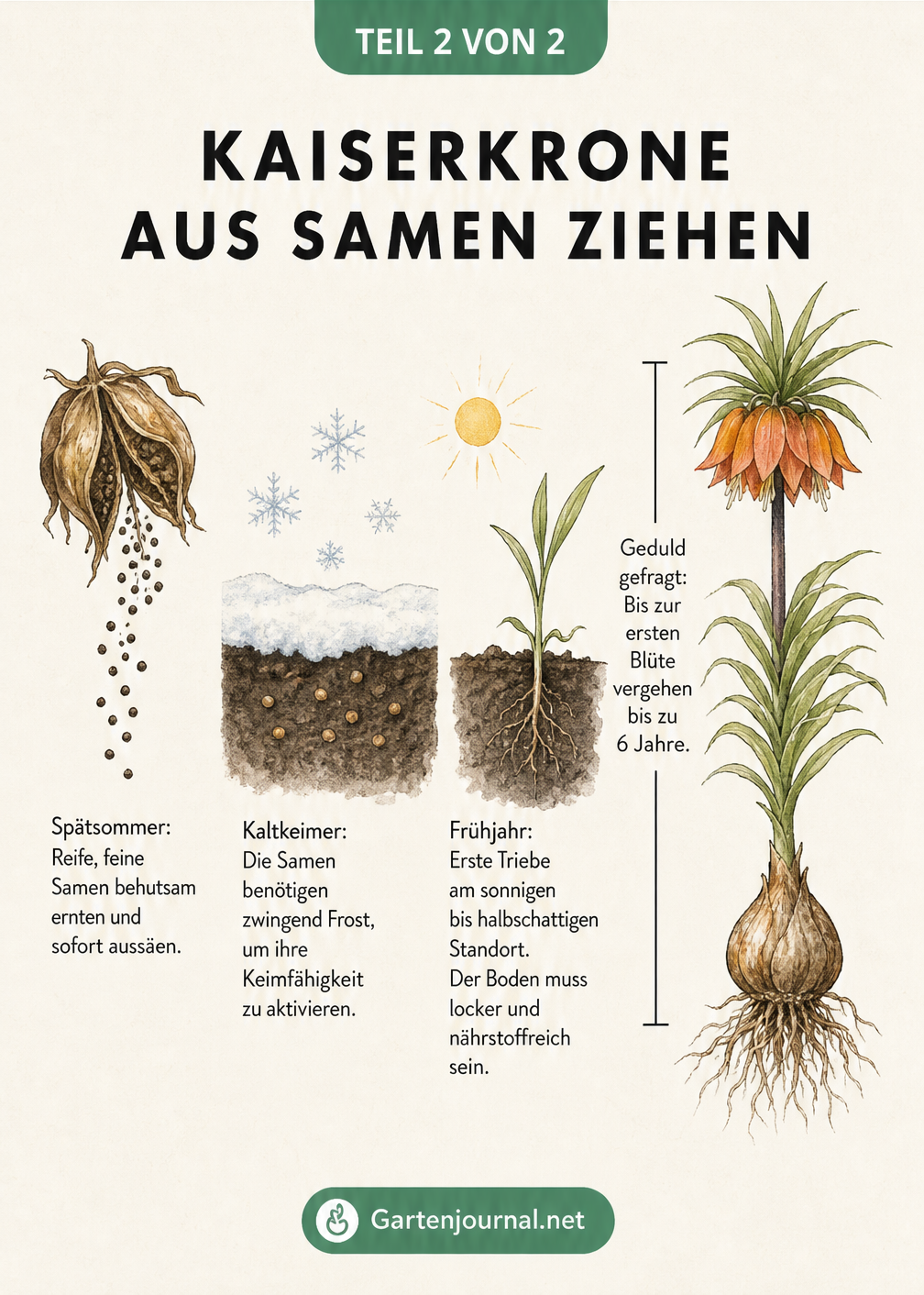 Chronologische Skizze der Kaiserkrone-Aussaat: Samenkapsel im Spätsommer, Samen unter Schnee im Winter, erster Sämling im Frühjahr und ausgewachsene Pflanze...