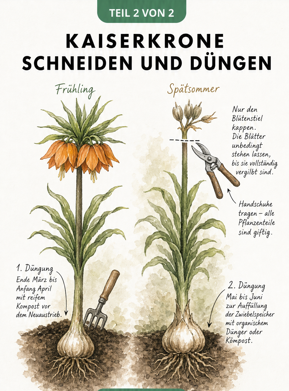 Zweigeteilte Illustration der Kaiserkrone im Frühjahr und Spätsommer mit Hinweisen zu Düngung und Rückschnitt