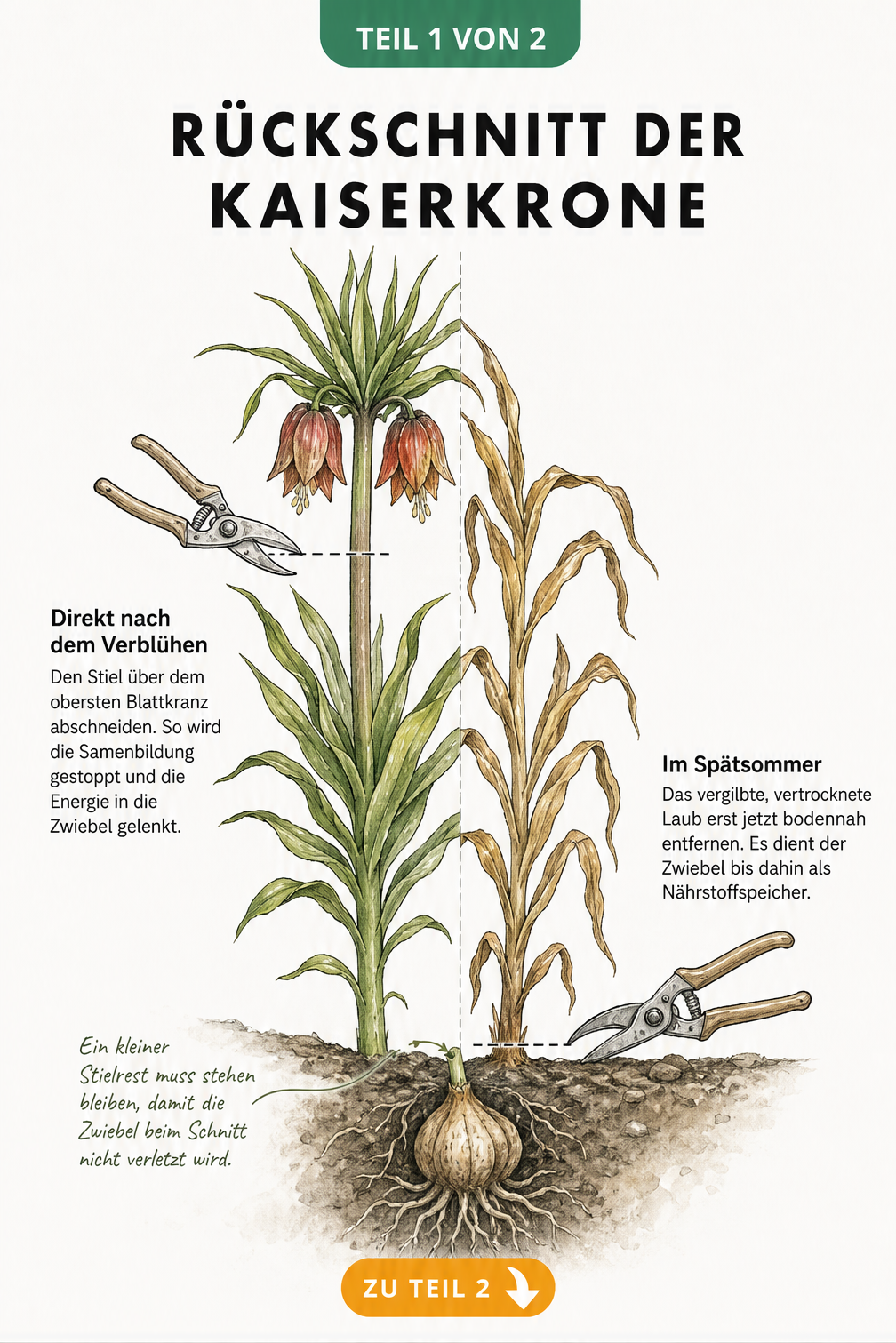 Illustration einer Kaiserkrone, die den Rückschnitt nach der Blüte und im Spätsommer zeigt
