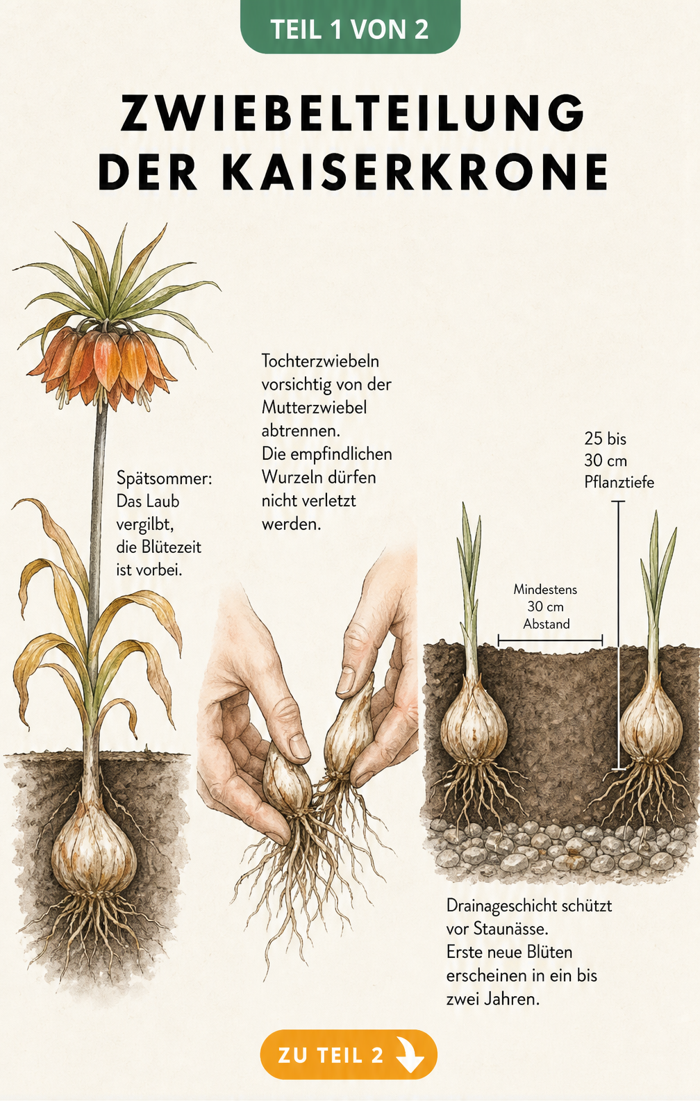 Botanische Illustration der Kaiserkrone-Zwiebelteilung in drei Schritten: vergilbtes Laub im Spätsommer, Abtrennen der Tochterzwiebeln und Neupflanzung mit...