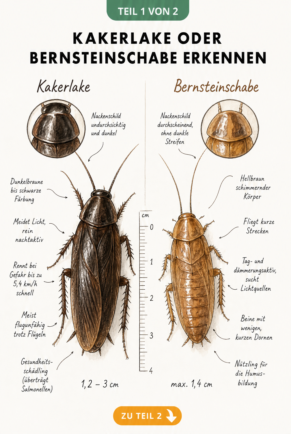Illustration der Unterschiede zwischen Kakerlake und Bernsteinschabe mit Fokus auf Nackenschild und Größe