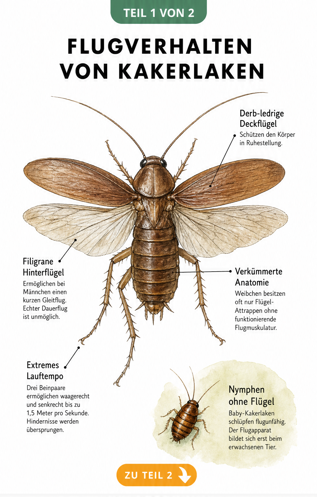 Detaillierte Illustration einer männlichen Kakerlake, die den Flugapparat mit Deckflügeln und Hinterflügeln sowie die Beine für schnelles Laufen zeigt.