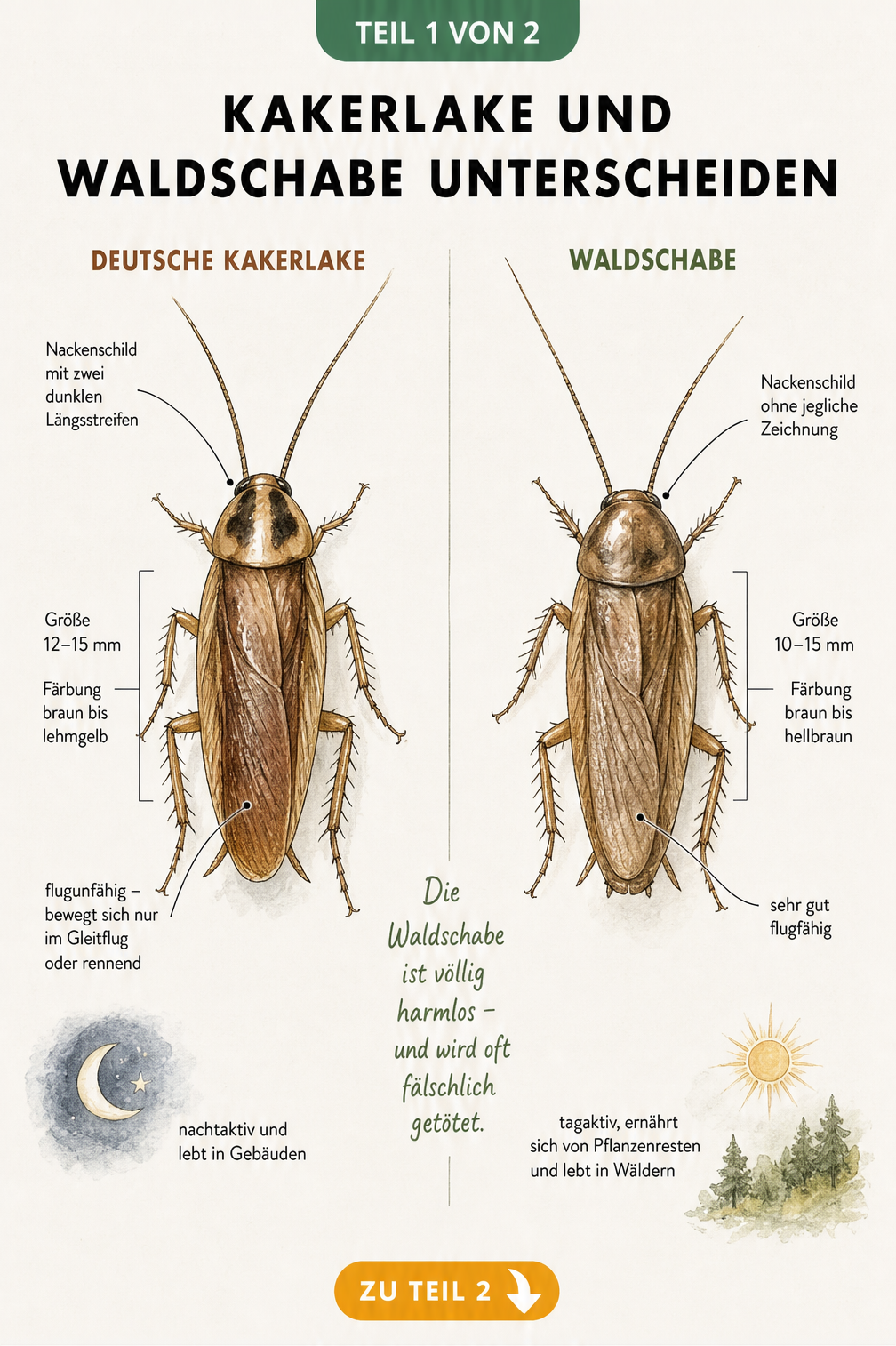 Illustration der Unterschiede zwischen Deutscher Kakerlake und Waldschabe mit Merkmalen wie Nackenschild, Größe und Flugfähigkeit