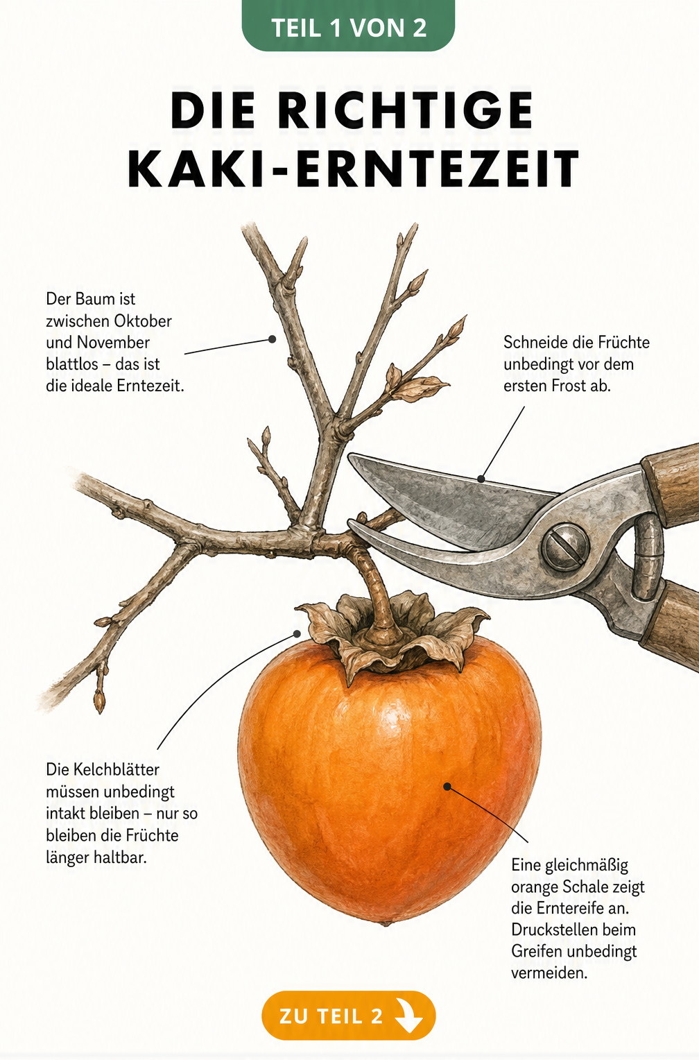 Botanische Illustration eines kahlen Astes mit einer orangefarbenen Kaki und einer Gartenschere, die den Erntezeitpunkt vor dem ersten Frost zeigt.