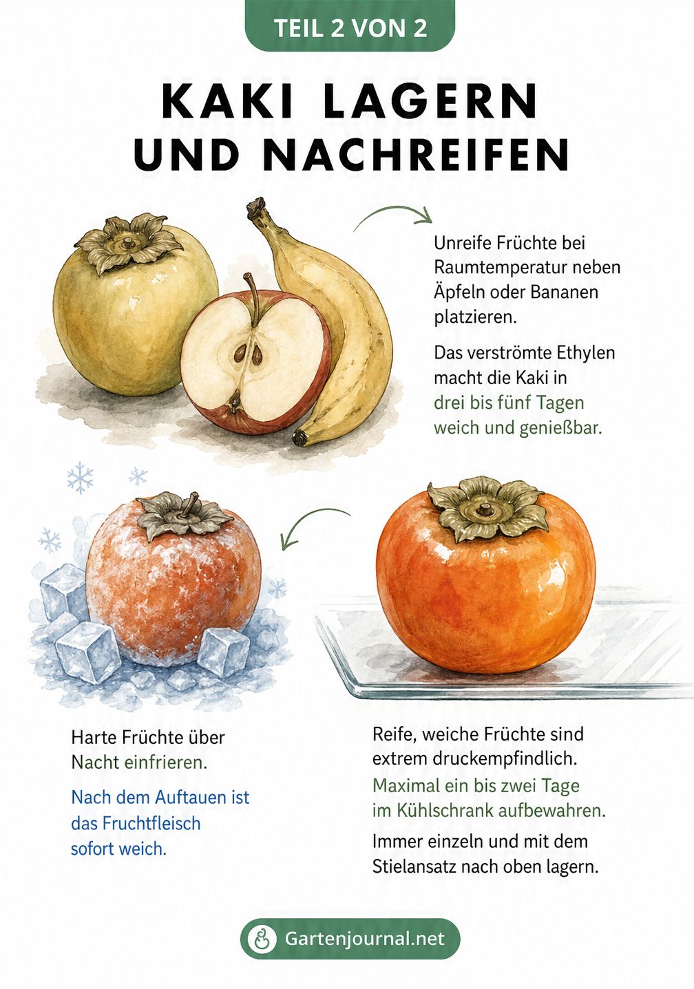 Illustration zur Lagerung von Kakis: Unreife Früchte neben Äpfeln nachreifen lassen, reife Kakis im Kühlschrank lagern