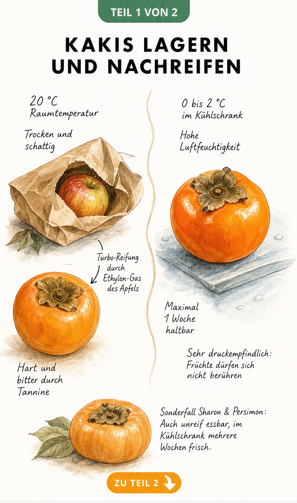 Illustration zur Lagerung und Nachreifung von Kakis mit Temperaturangaben und Ethylen-Trick