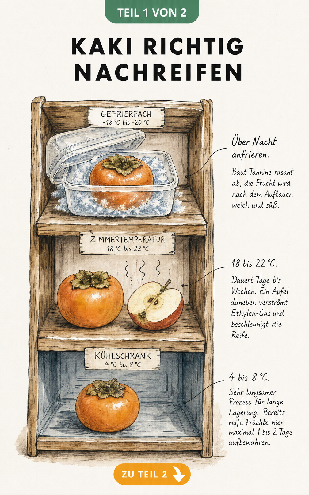 Illustration eines Holzregals mit drei Ebenen, das zeigt, wie Kakis bei Zimmertemperatur, im Kühlschrank oder Gefrierfach nachreifen.