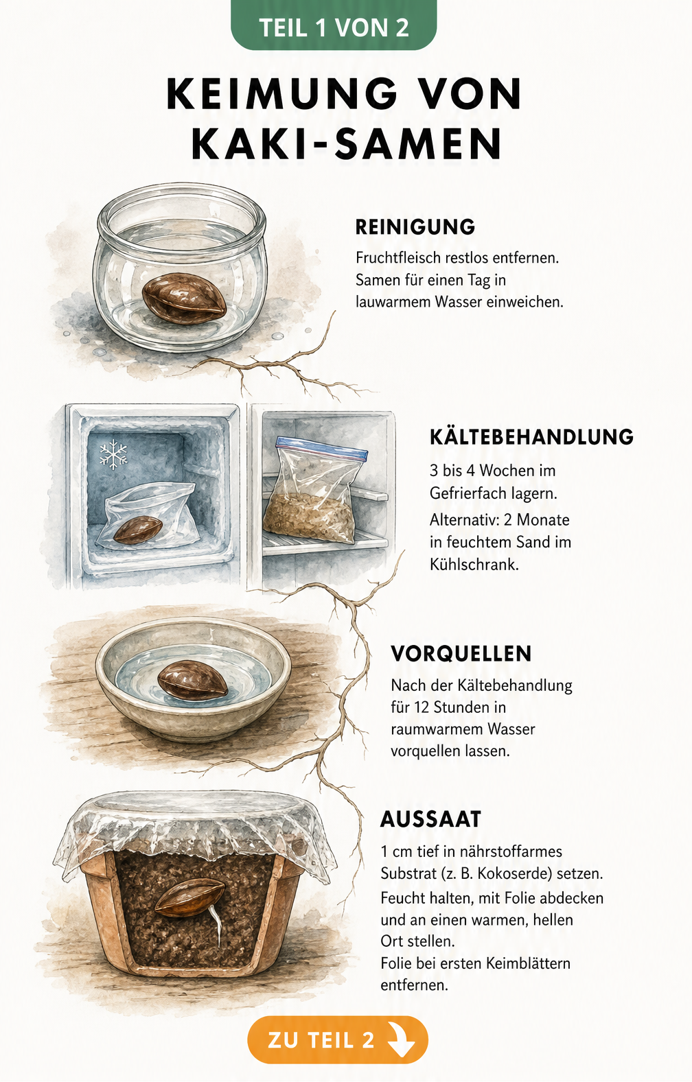 Illustration der Keimung von Kaki-Samen: Reinigung, Kältebehandlung, Vorquellen und Aussaat in Kokoserde.