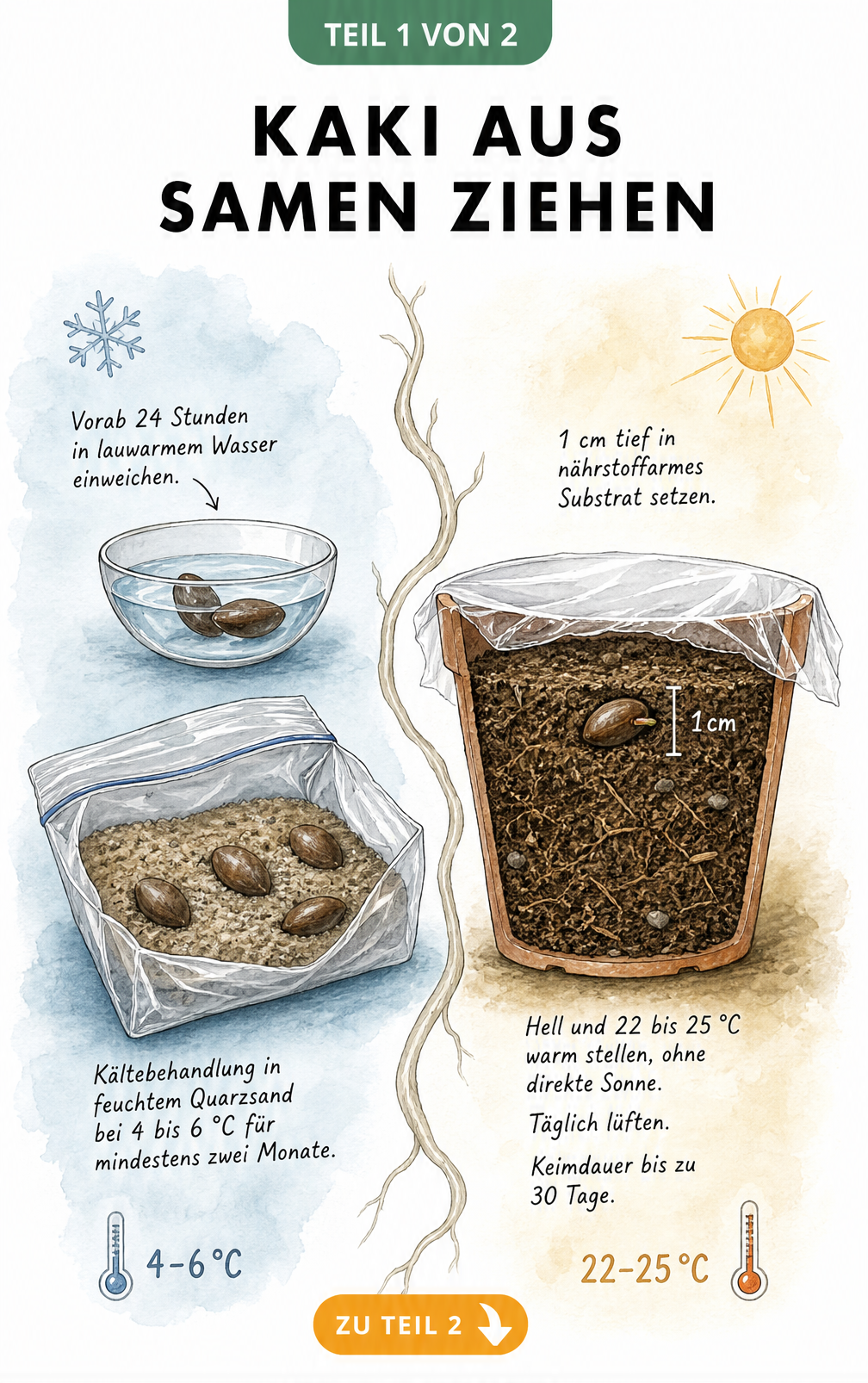 Illustration der Kaki-Samen-Stratifikation im Kühlschrank und der anschließenden Aussaat im Anzuchttopf
