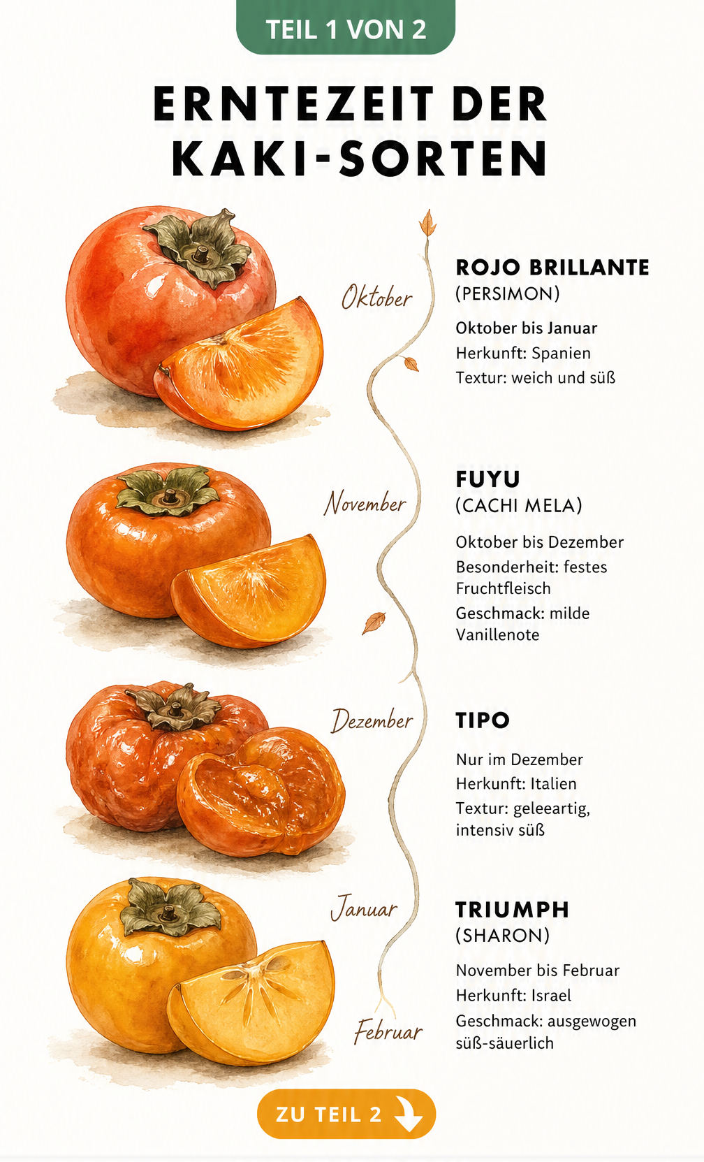 Handgezeichneter Zeitstrahl von Oktober bis Februar mit vier Kaki-Sorten: Rojo Brillante, Fuyu, Tipo und Triumph.