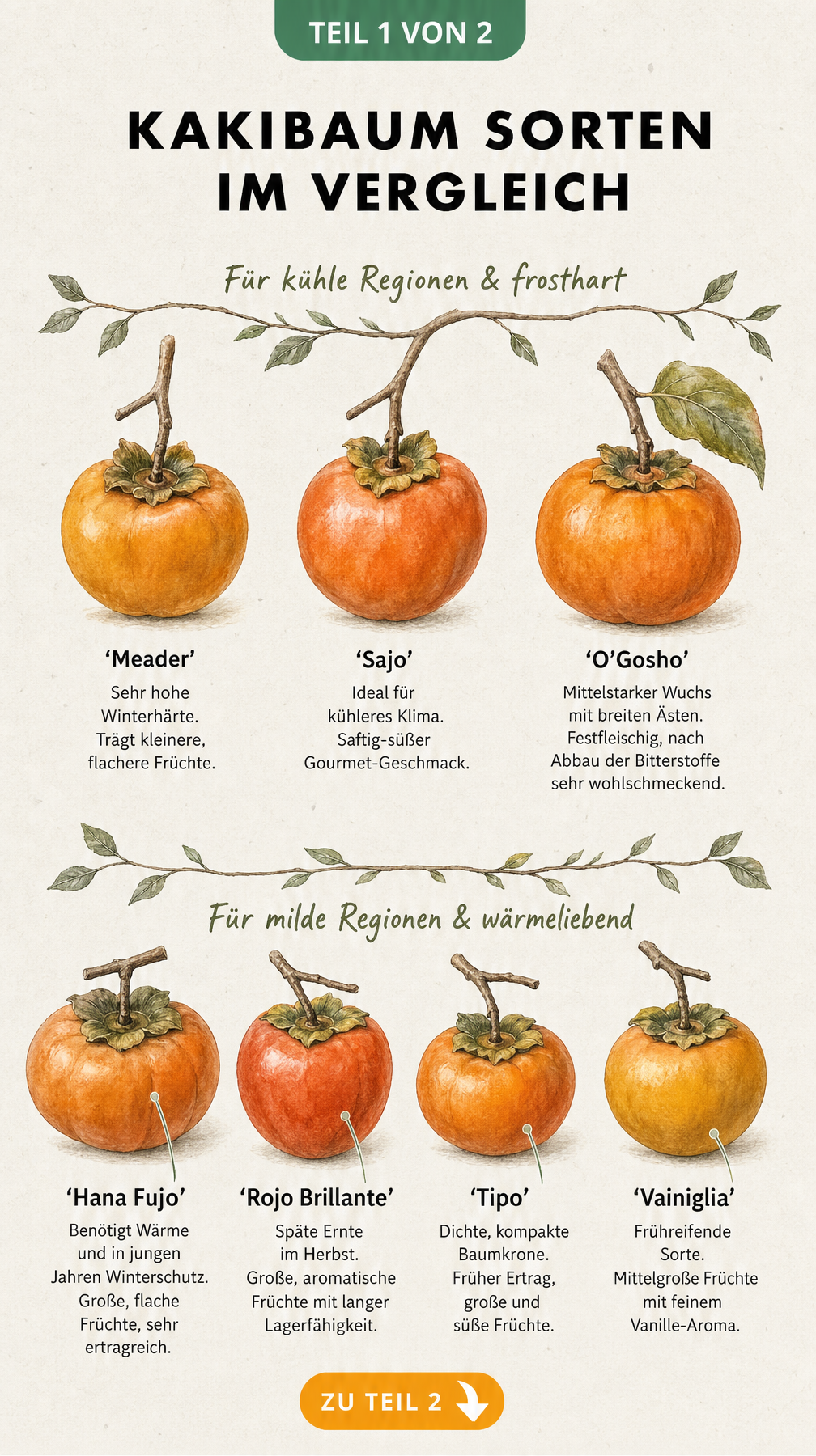 Botanische Illustration verschiedener Kakibaum-Sorten für kühle und milde Regionen