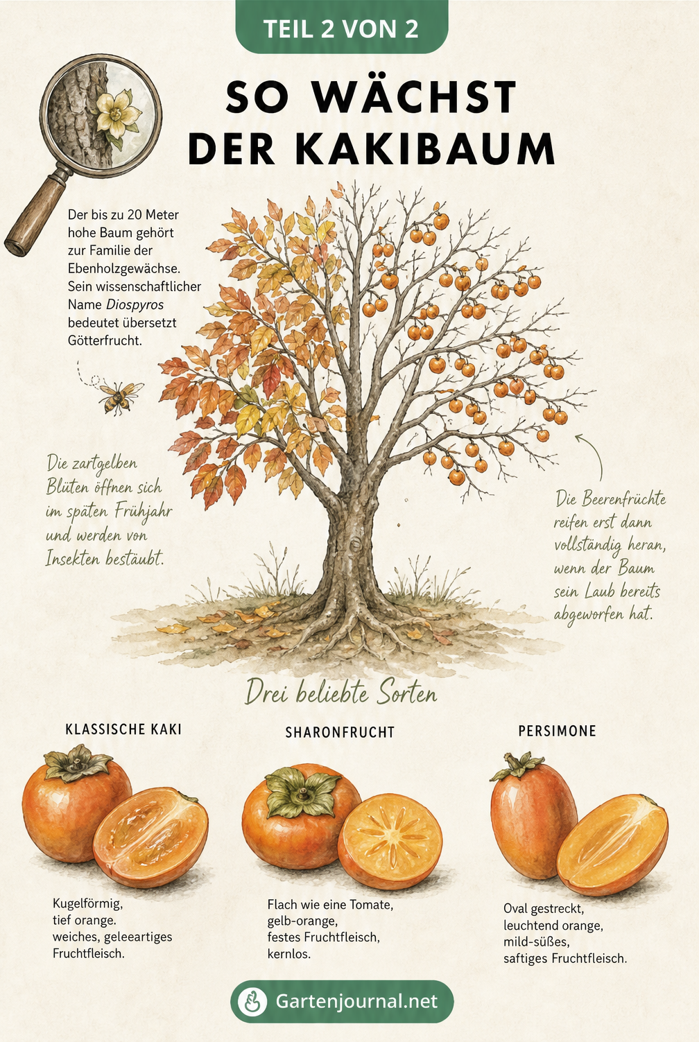 Botanische Illustration eines Kakibaums mit Herbstlaub und Früchten sowie Schnittzeichnungen von Kaki, Sharonfrucht und Persimone