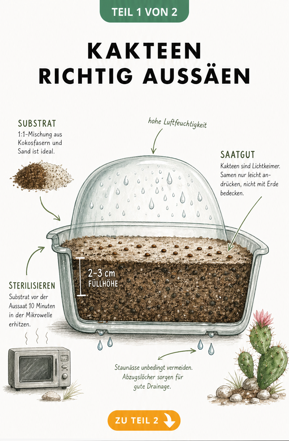 Querschnitt eines Anzuchtgefäßes für Kakteen mit Substratmischung aus Kokosfasern und Sand, Kakteensamen auf der Oberfläche und transparenter Abdeckung.