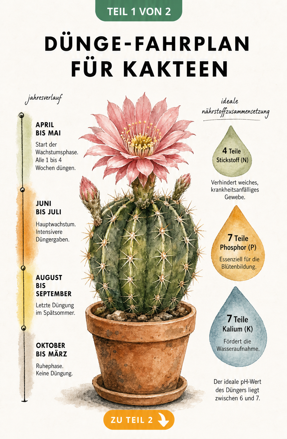 Botanische Illustration eines blühenden Kaktus mit Zeitachse für den Dünge-Fahrplan von April bis März und Nährstoffverhältnis
