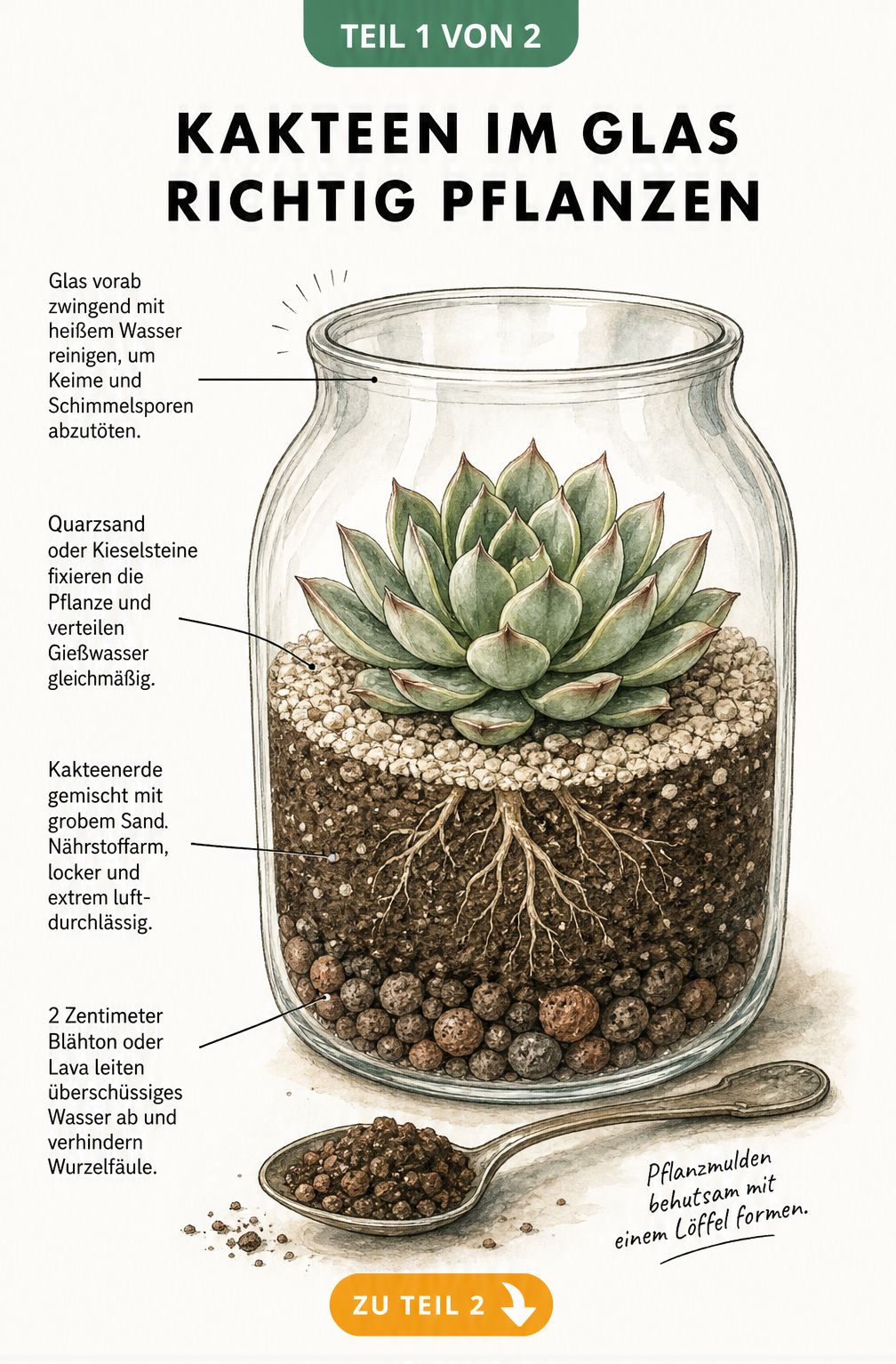 Botanische Schnittzeichnung eines bauchigen Glases mit einer Echeveria-Rosette, die den Schichtaufbau aus Blähton, Kakteenerde und Quarzsand zeigt.