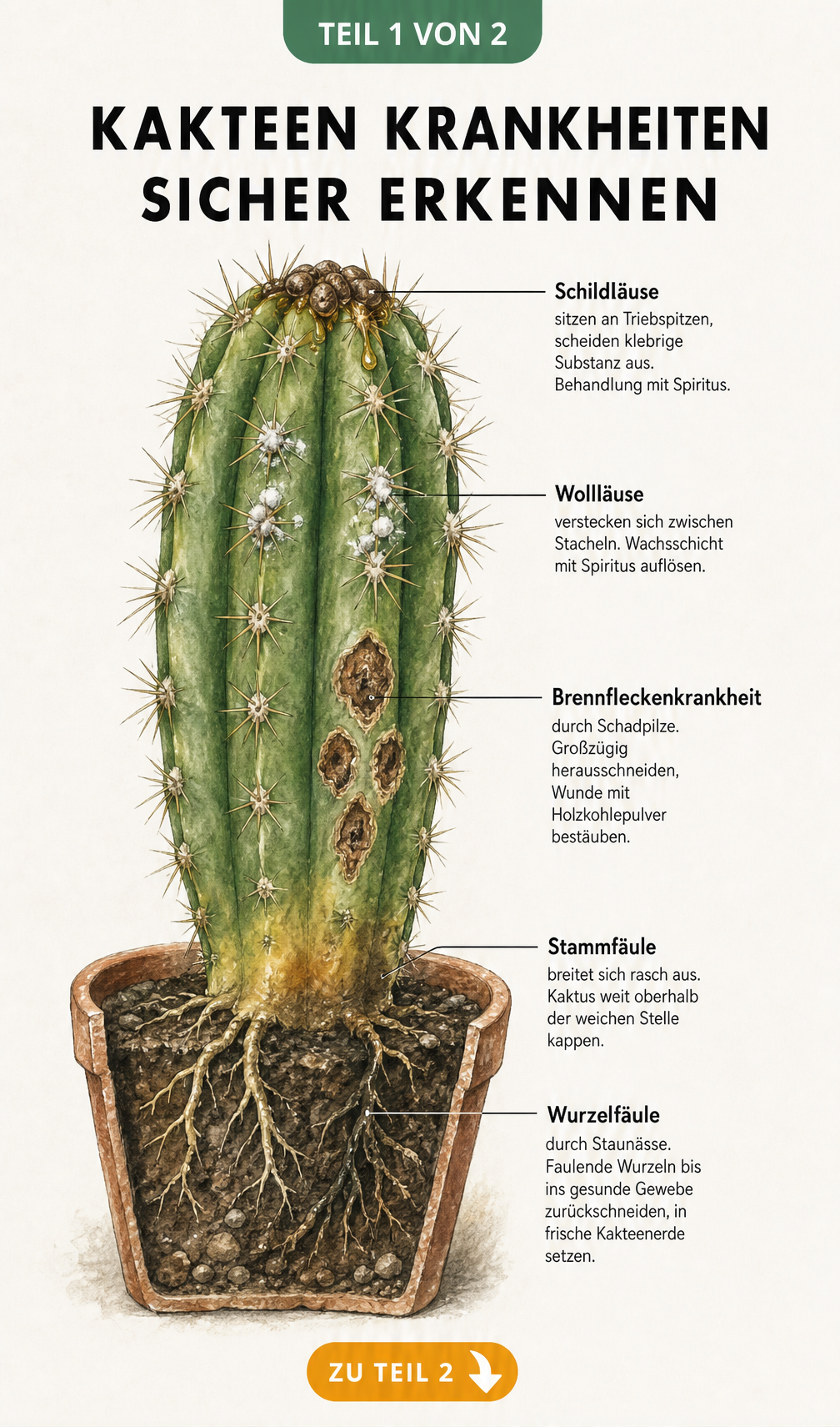 Illustration eines Säulenkaktus im Querschnitt mit typischen Schadbildern von Krankheiten und Schädlingen wie Schildläusen, Wollläusen, Brennflecken,...